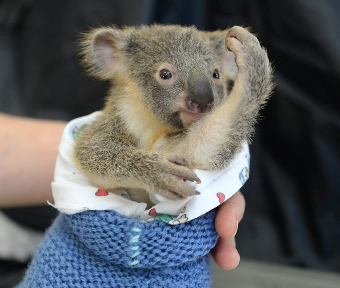 madre-koala-operacion-cria-zoo-australia (5)