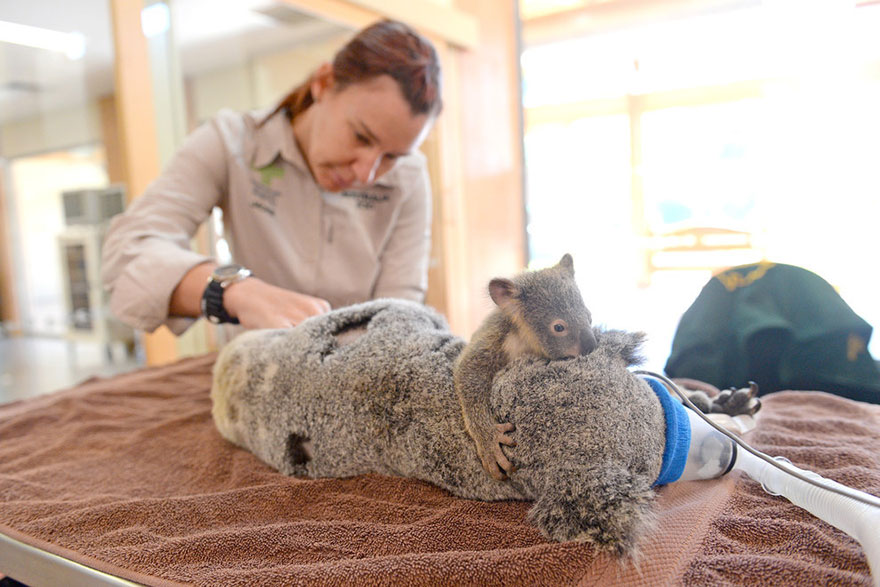 madre-koala-operacion-cria-zoo-australia (6)
