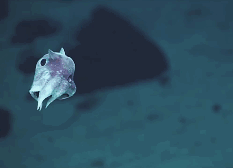 nuevas-especies-criaturas-profundidades-oceanicas-okeanos-explorer (1)