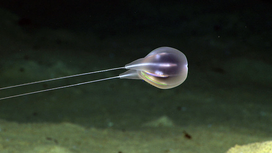 Océano Profundo 2015: Exploring Puerto Rico’s Seamounts, Tren