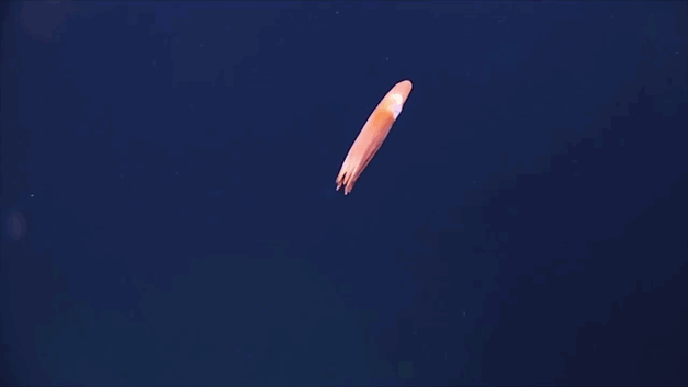 nuevas-especies-criaturas-profundidades-oceanicas-okeanos-explorer (2)