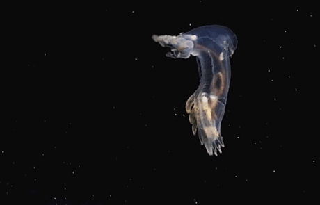 nuevas-especies-criaturas-profundidades-oceanicas-okeanos-explorer (3)