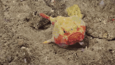 nuevas-especies-criaturas-profundidades-oceanicas-okeanos-explorer (4)