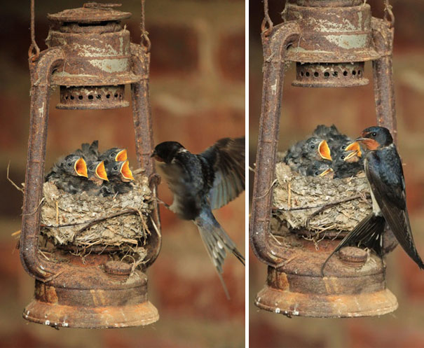 pajaros-nidos-sitios-inusuales (1)
