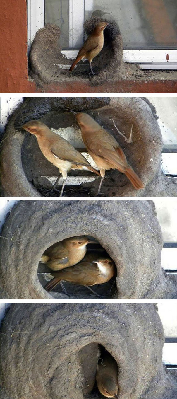 pajaros-nidos-sitios-inusuales (29)