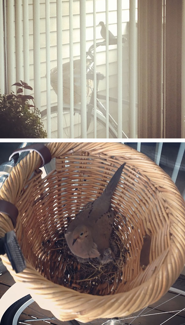 pajaros-nidos-sitios-inusuales (3)