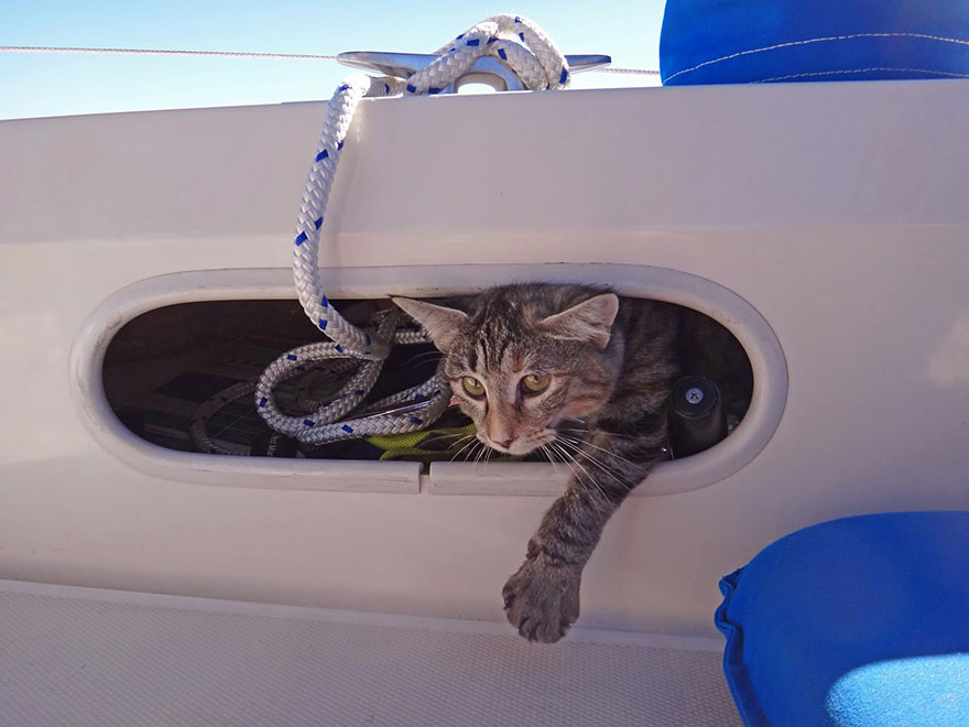 pareja-viajes-mundo-barco-gato-matt-jessica-johnson (2)