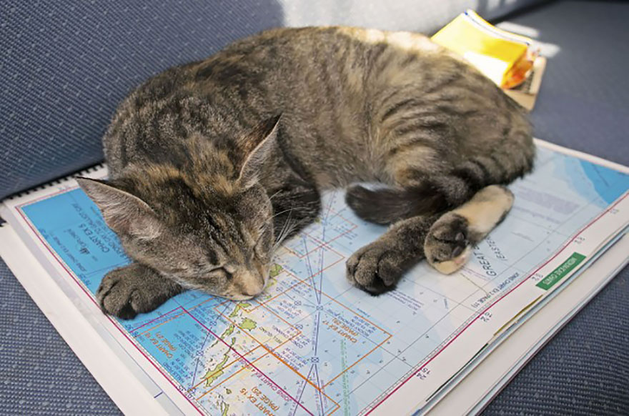 pareja-viajes-mundo-barco-gato-matt-jessica-johnson (22)