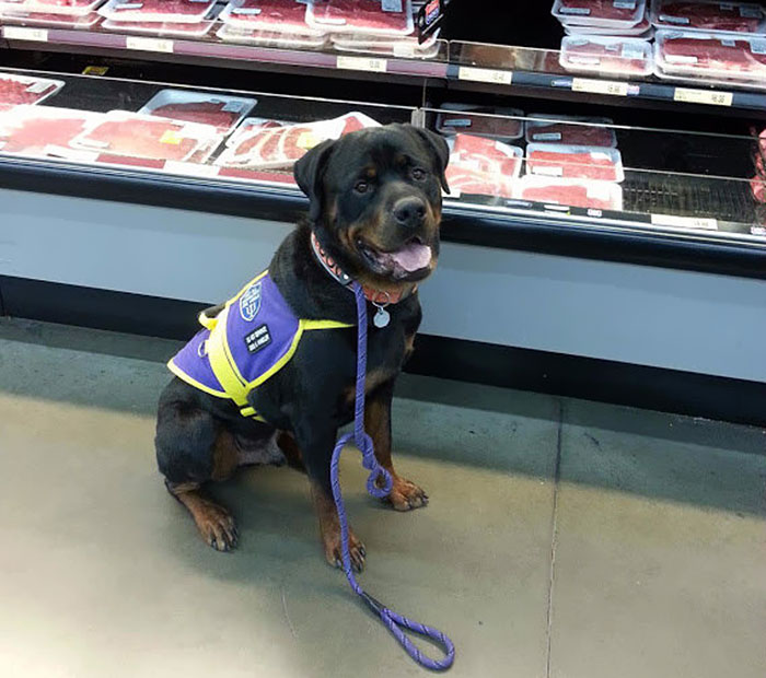 perro-crisis-sindrome-asperger-danielle-jacobs (4)