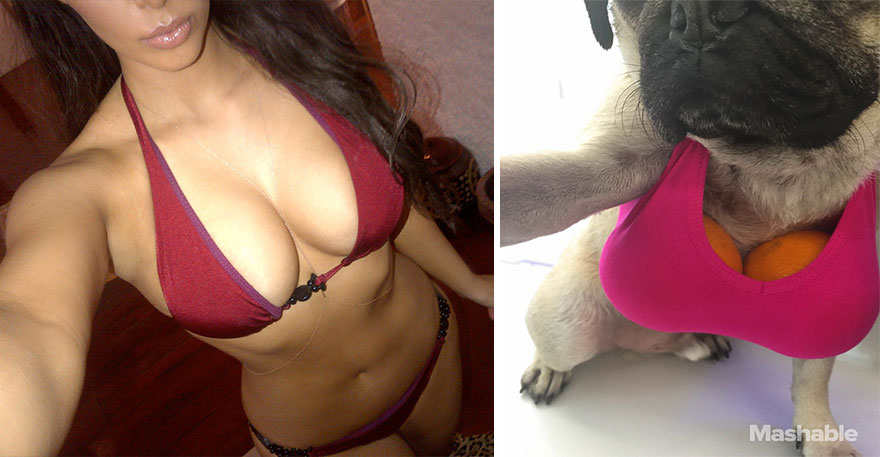 perro-doug-pug-recrea-kardashian-selfies (2)