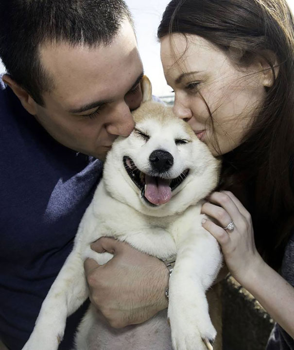 perro-shiba-enfermo-sonrisa-cinnamon (1)