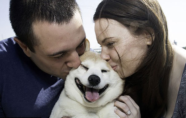 perro-shiba-enfermo-sonrisa-cinnamon (2)