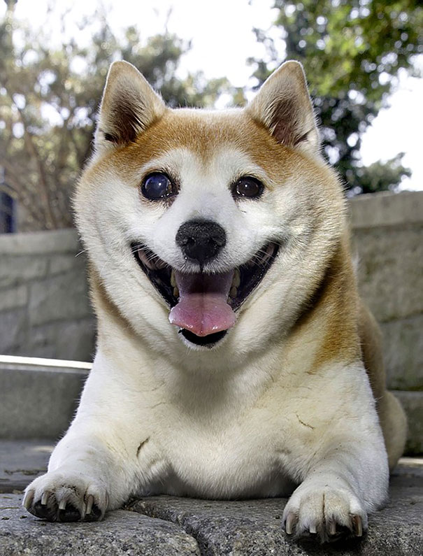 perro-shiba-enfermo-sonrisa-cinnamon (3)