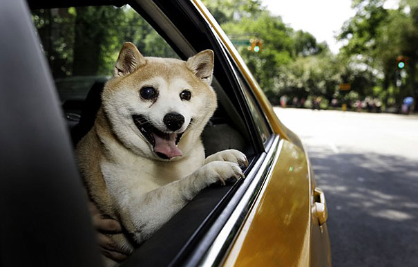 perro-shiba-enfermo-sonrisa-cinnamon (5)