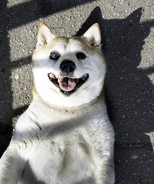 perro-shiba-enfermo-sonrisa-cinnamon (6)