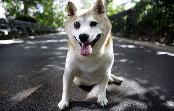 perro-shiba-enfermo-sonrisa-cinnamon (7)