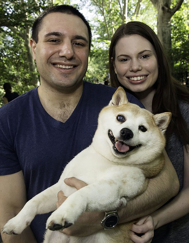 perro-shiba-enfermo-sonrisa-cinnamon (8)