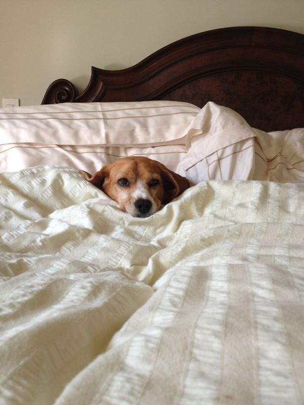 perros-durmiendo-camas-duenos (11)