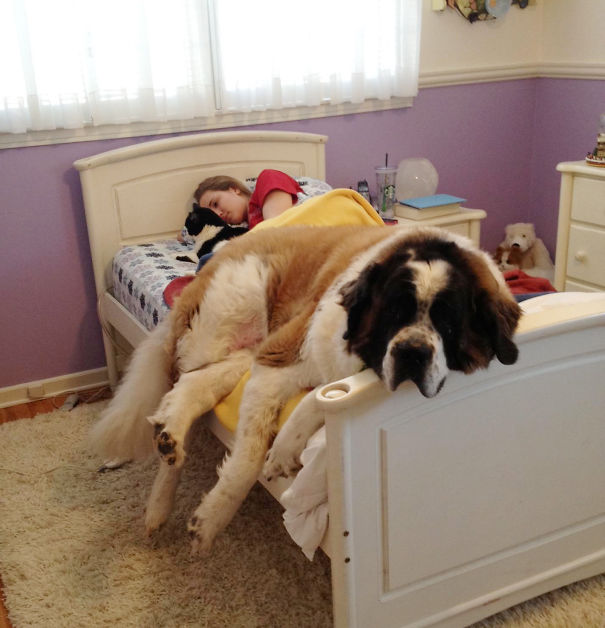 perros-durmiendo-camas-duenos (14)