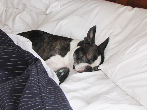 perros-durmiendo-camas-duenos (15)