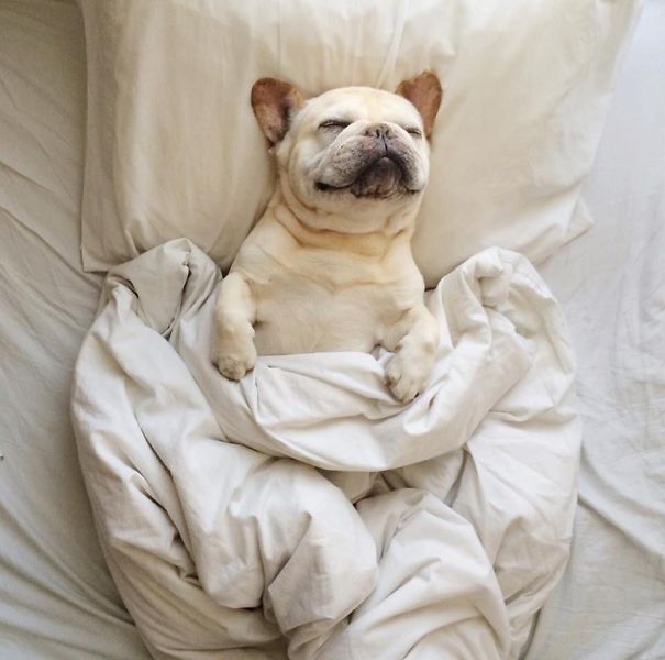 perros-durmiendo-camas-duenos (16)