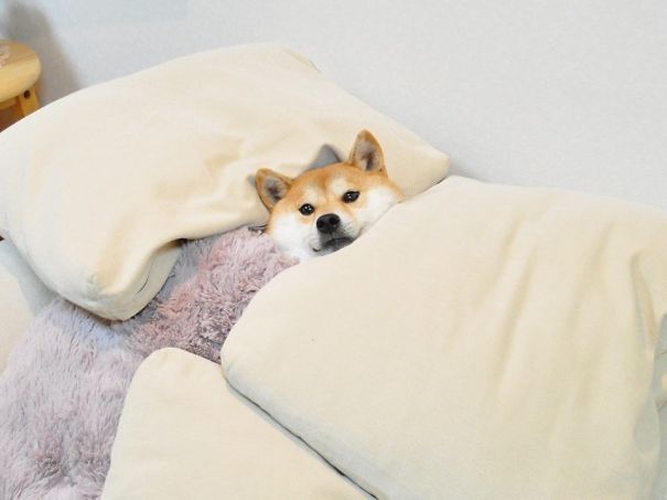 perros-durmiendo-camas-duenos (17)