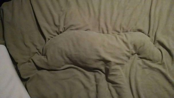 perros-durmiendo-camas-duenos (4)