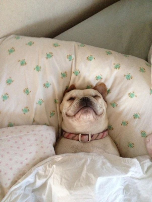 perros-durmiendo-camas-duenos (8)