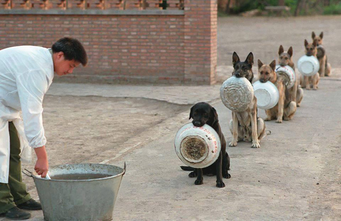 perros-policia-fila-comida-china-1