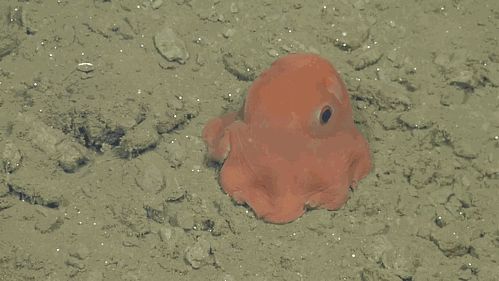 pulpo-especie-adorable (1)