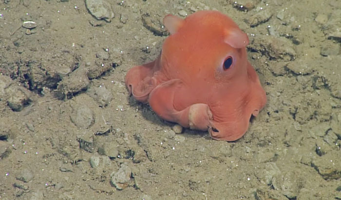 pulpo-especie-adorable (1)