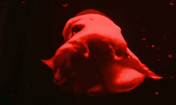 pulpo-especie-adorable (2)