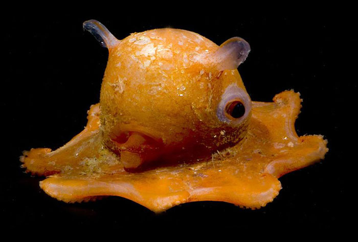 pulpo-especie-adorable (2)