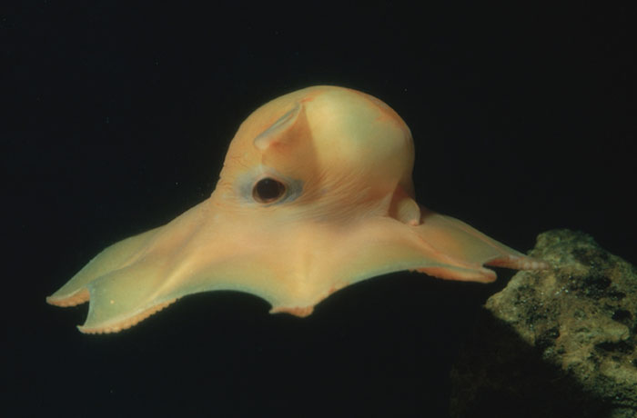 pulpo-especie-adorable (3)