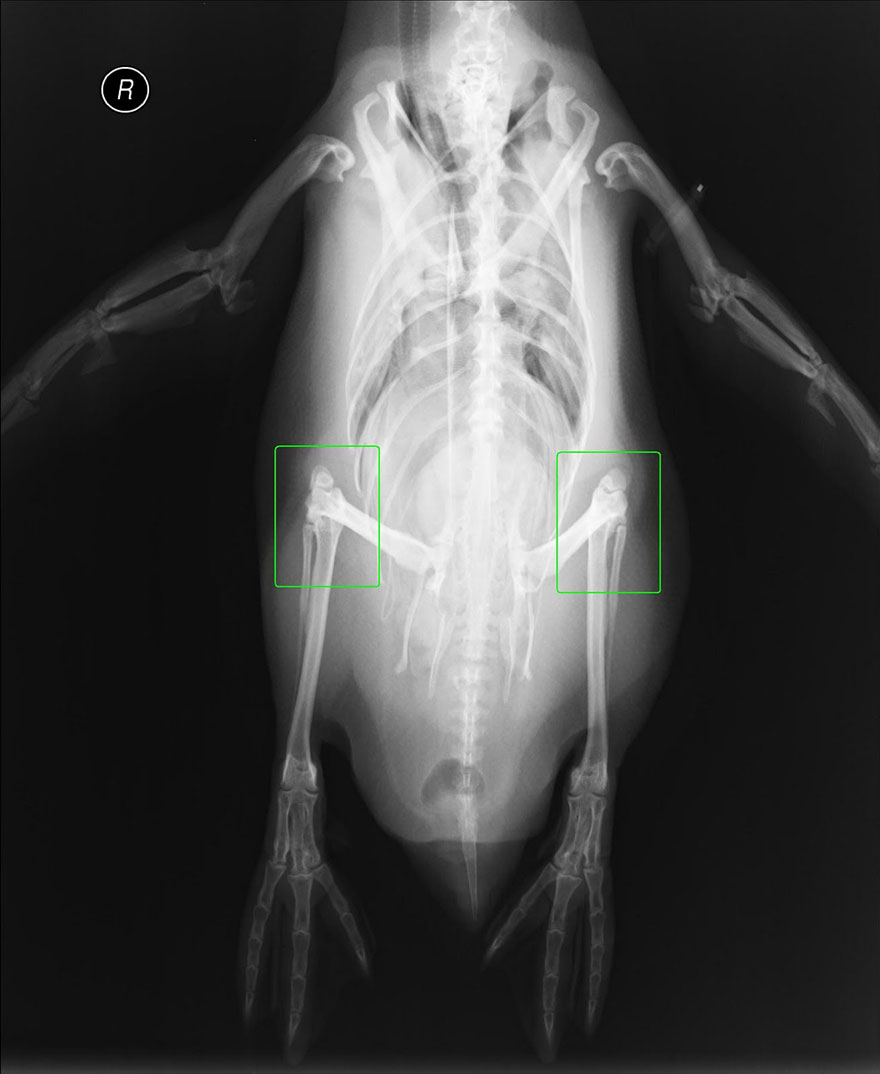 rayos-x-rodillas-pinguino-1