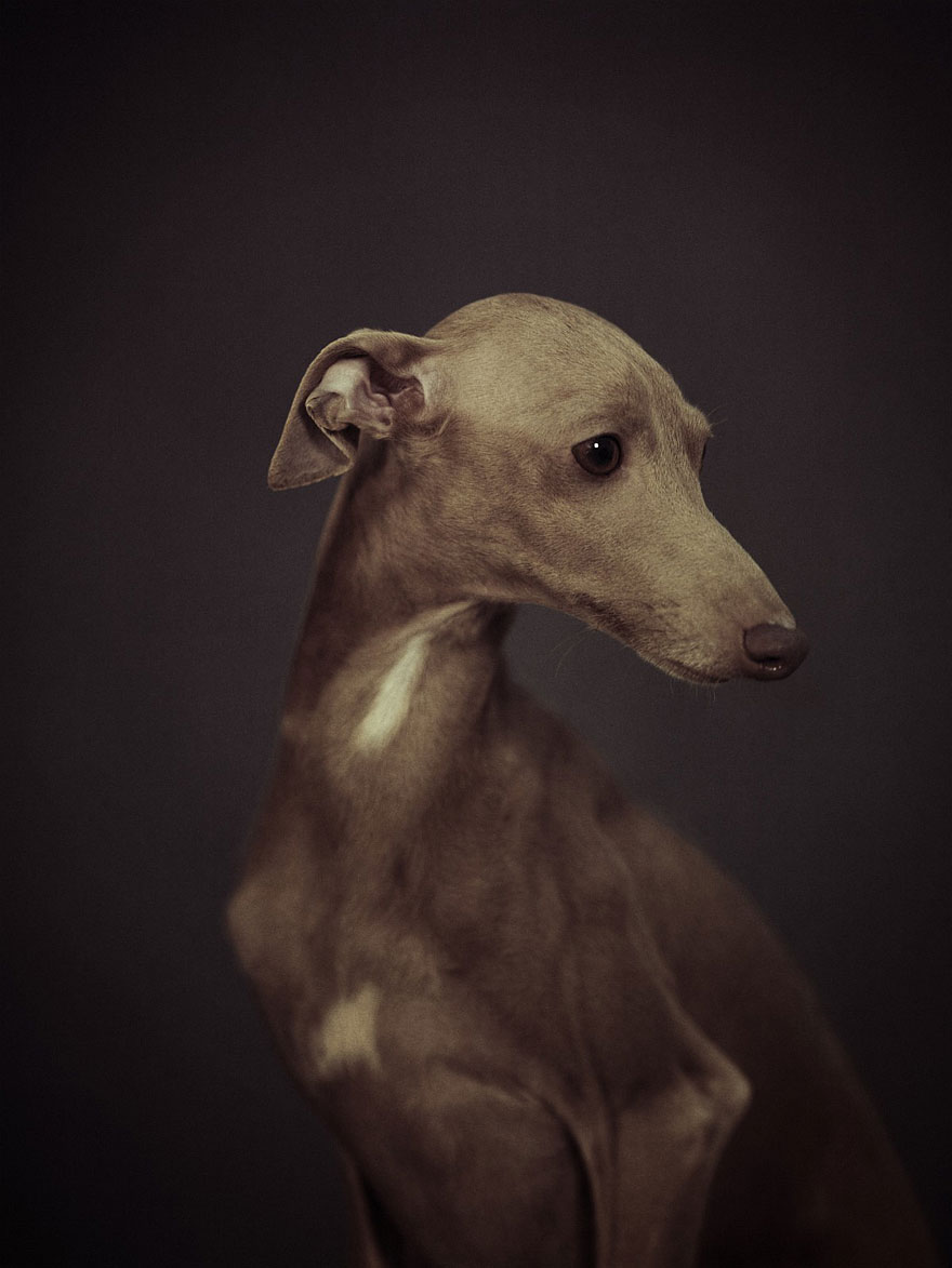 retratos-animales-emociones-humanas-vincent-lagrange (1)