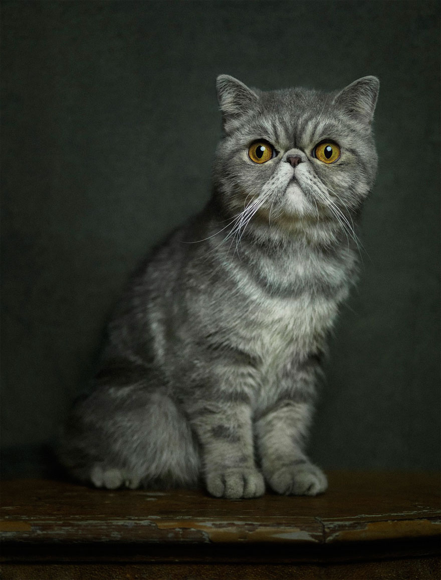 retratos-animales-emociones-humanas-vincent-lagrange (11)