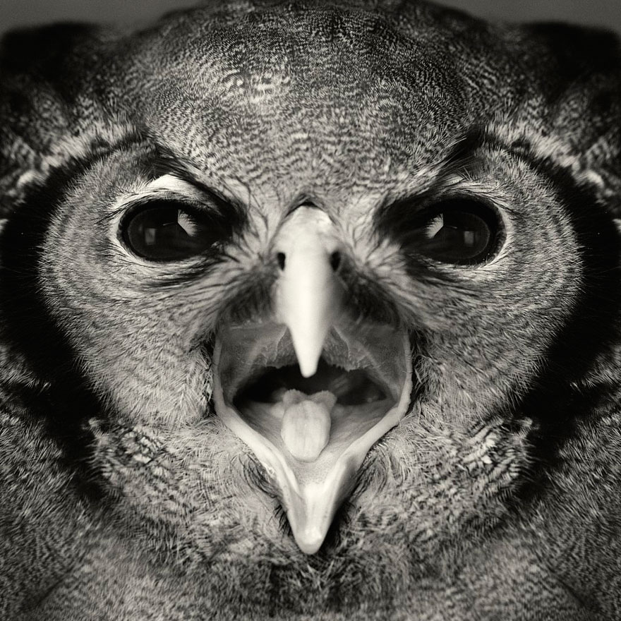 retratos-animales-emociones-humanas-vincent-lagrange (12)