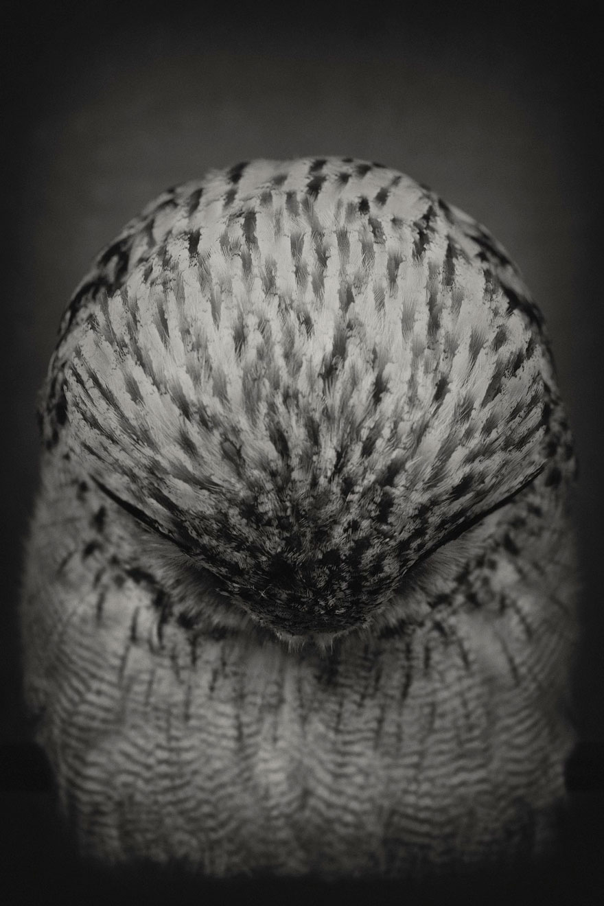 retratos-animales-emociones-humanas-vincent-lagrange (13)