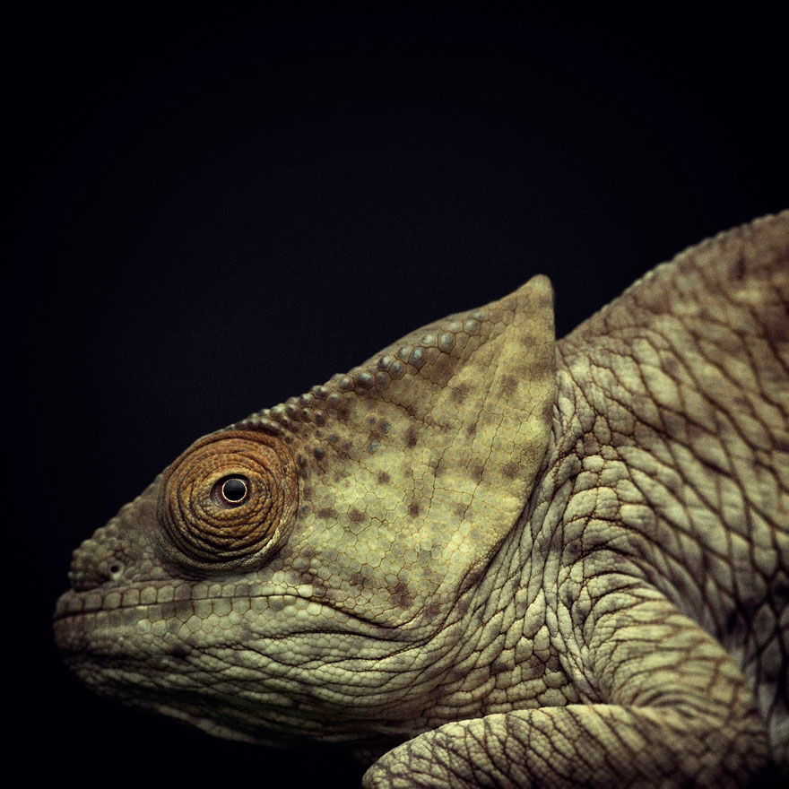 retratos-animales-emociones-humanas-vincent-lagrange (14)