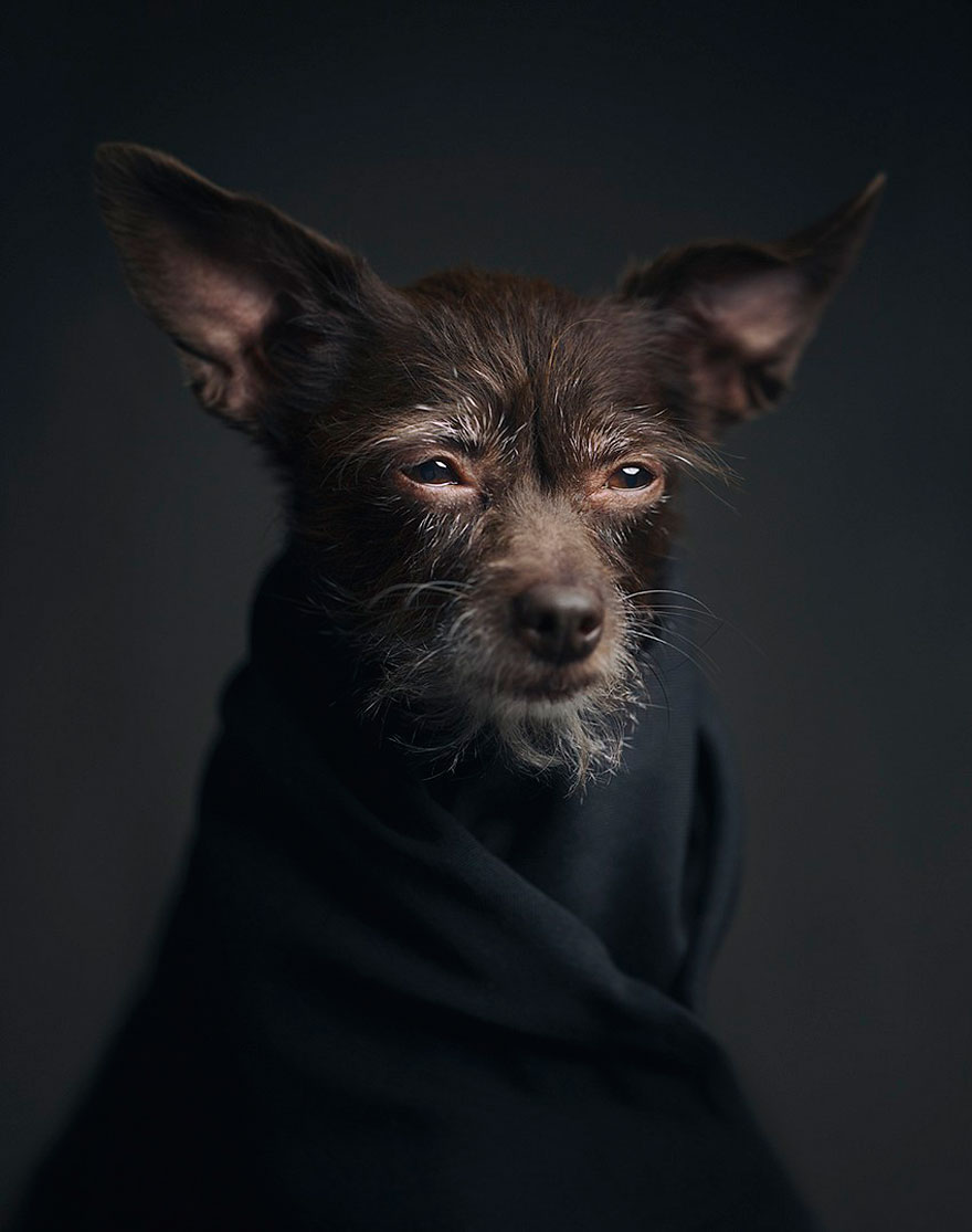retratos-animales-emociones-humanas-vincent-lagrange (2)