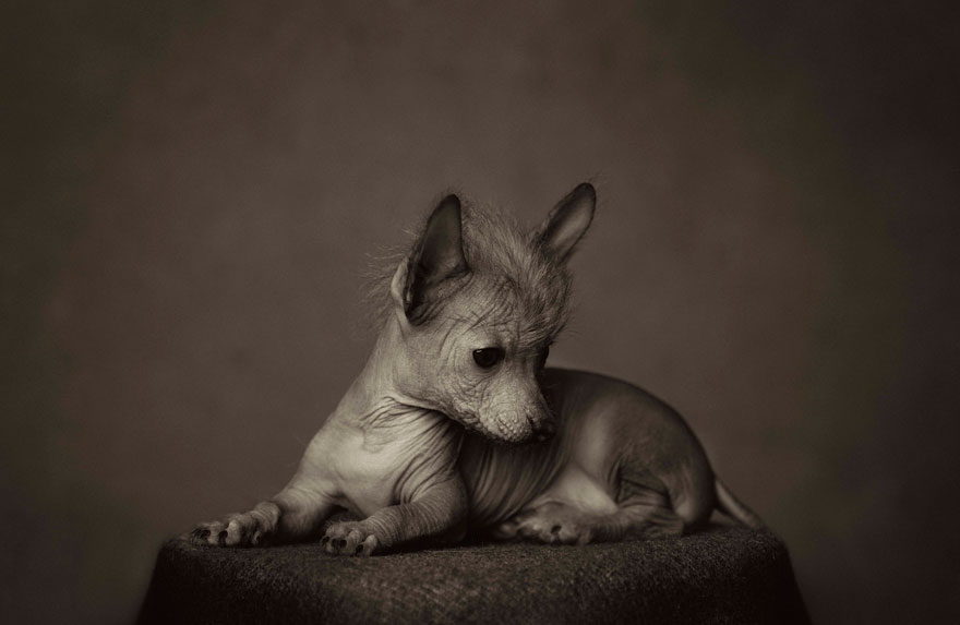 retratos-animales-emociones-humanas-vincent-lagrange (3)