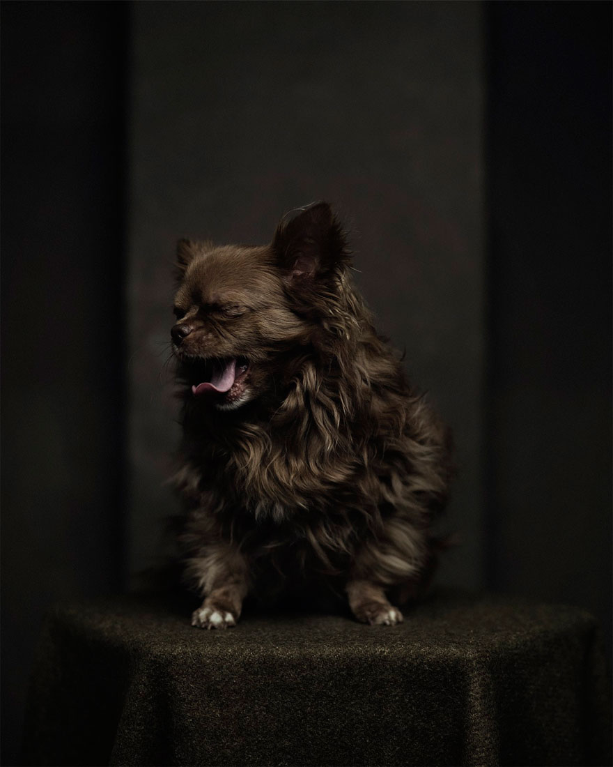 retratos-animales-emociones-humanas-vincent-lagrange (4)