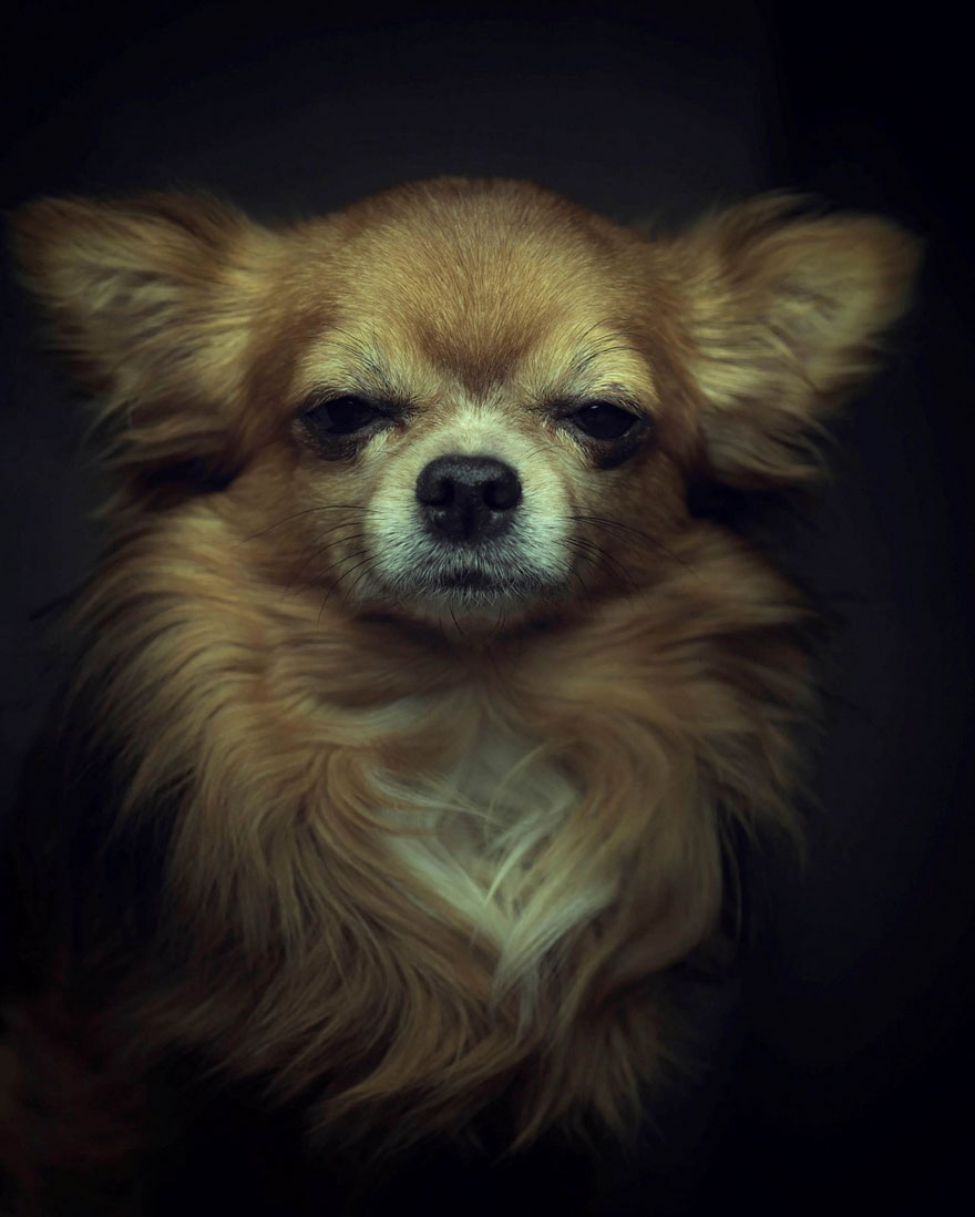 retratos-animales-emociones-humanas-vincent-lagrange (5)