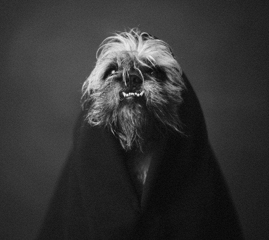 retratos-animales-emociones-humanas-vincent-lagrange (6)