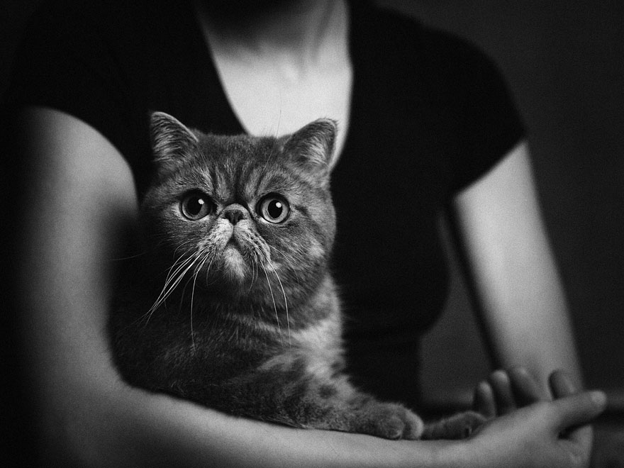 retratos-animales-emociones-humanas-vincent-lagrange (7)