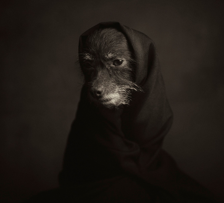 retratos-animales-emociones-humanas-vincent-lagrange (8)