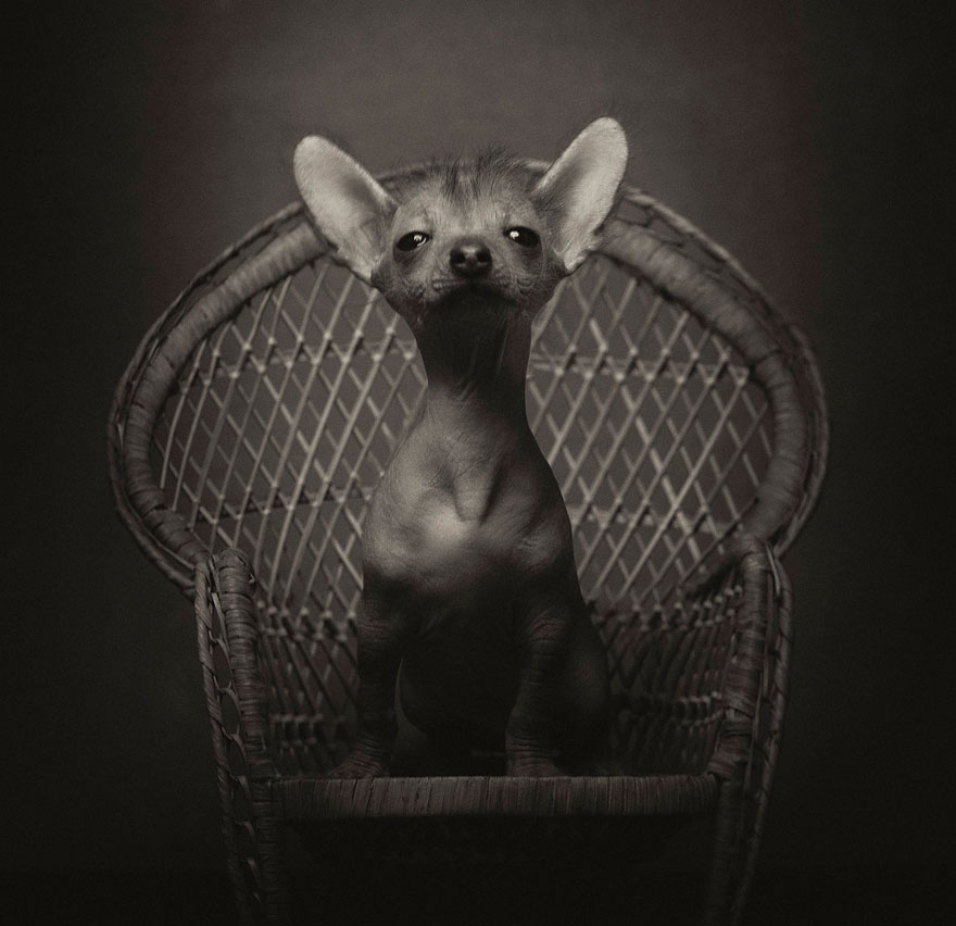 retratos-animales-emociones-humanas-vincent-lagrange (9)