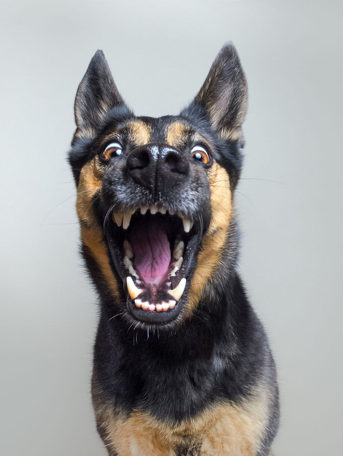 retratos-expresivos-perros-elke-vogelsang (1)