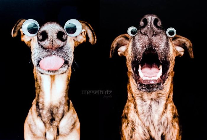 retratos-expresivos-perros-elke-vogelsang (10)